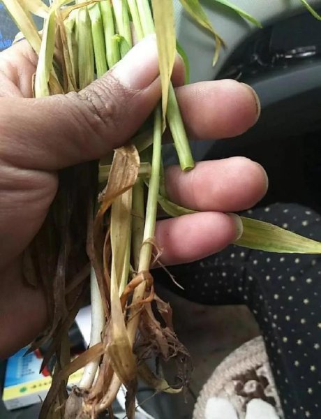 小麦打除草剂导致发黄怎么补救