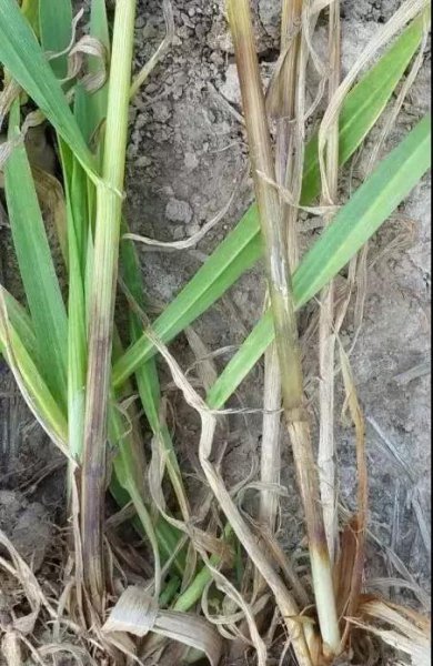 小麦打除草剂导致发黄怎么补救