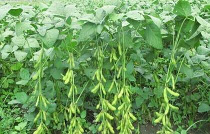 种黄豆的最佳时间在什么时候