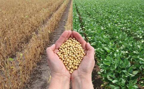 种黄豆的最佳时间在什么时候