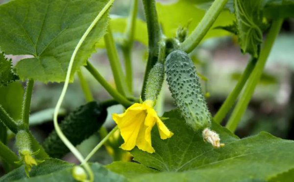 常用的微生物杀虫剂有哪些