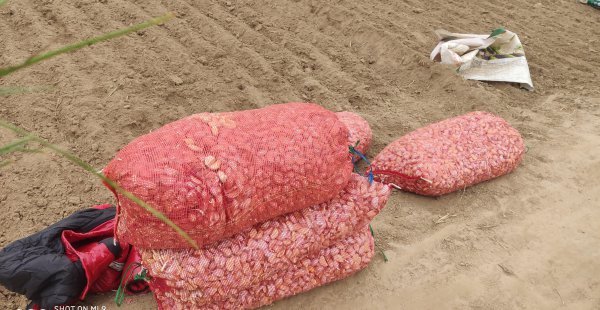 大蒜种植方法过程图解