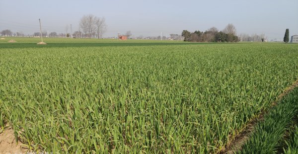 大蒜种植方法过程图解