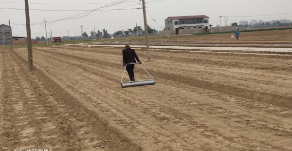 大蒜种植方法过程图解