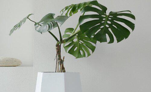 龟背竹可以扦插成活吗