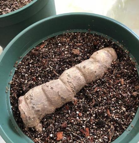 龟背竹可以扦插成活吗