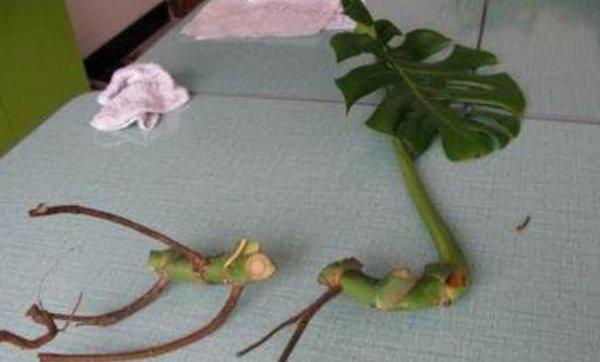 龟背竹可以扦插成活吗