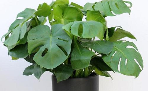 龟背竹可以扦插成活吗