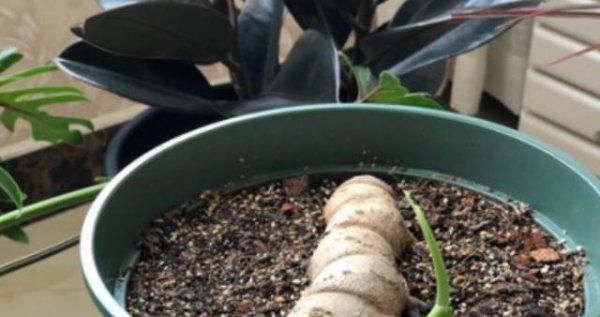 龟背竹可以扦插成活吗