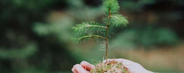 辽宁室外植物有哪些