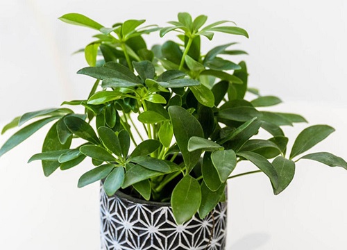 鸭脚木的风水作用