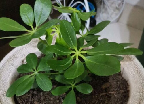 鸭脚木的风水作用