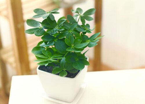 鸭脚木的风水作用