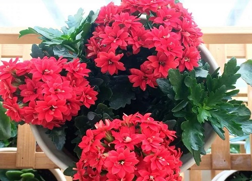 长寿花孕妇可以养吗