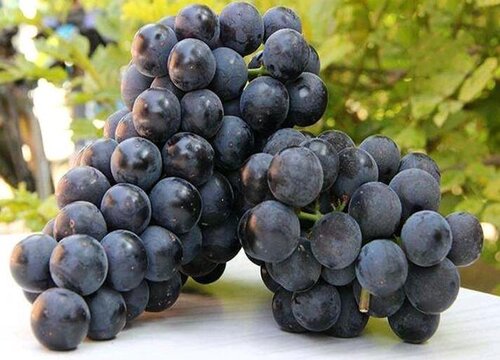 泡酒水果有哪些品种