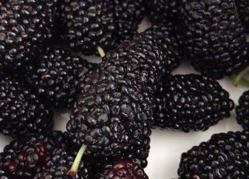 泡酒水果有哪些品种