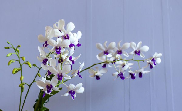 蝴蝶兰花谢后怎么处理才能让它开花