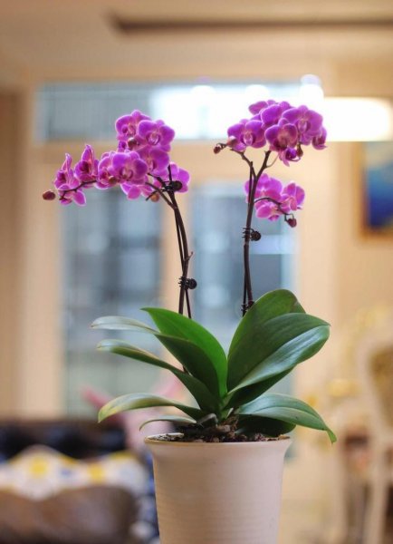 蝴蝶兰花谢后怎么处理才能让它开花