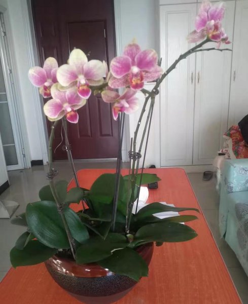 蝴蝶兰花谢后怎么处理才能让它开花