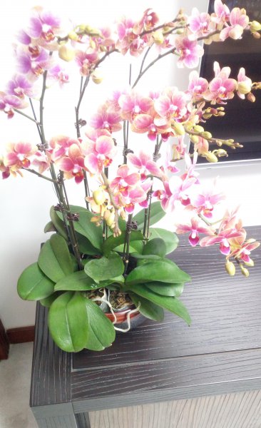 蝴蝶兰花谢后怎么处理才能让它开花