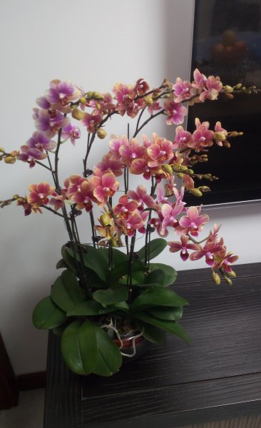 蝴蝶兰花谢后怎么处理才能让它开花