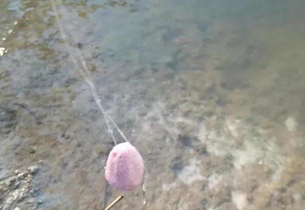 白条鱼怎么钓上钩快