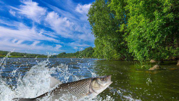 白条鱼怎么钓上钩快