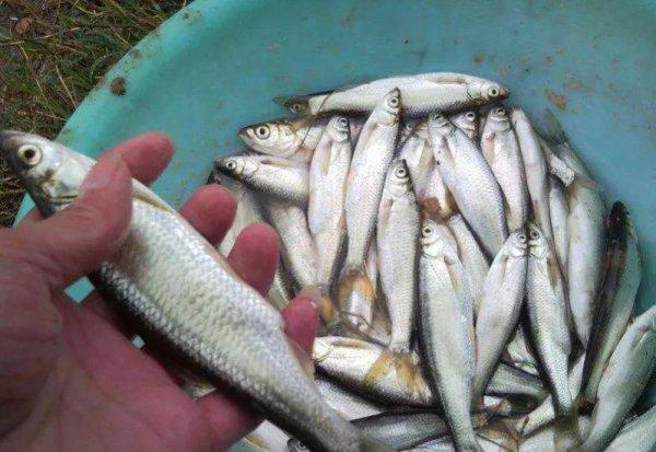 白条鱼怎么钓上钩快
