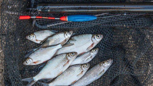 白条鱼怎么钓上钩快