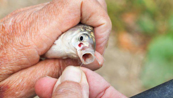 白条鱼怎么钓上钩快