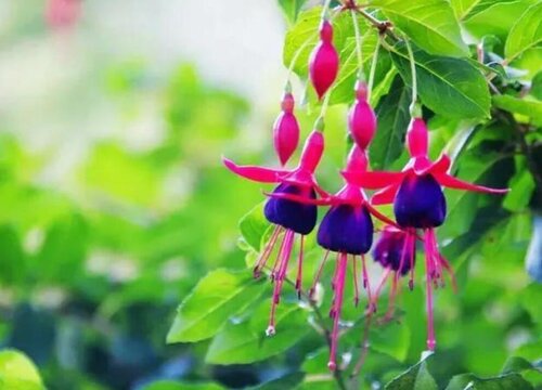 倒挂金钟为什么不能养家里