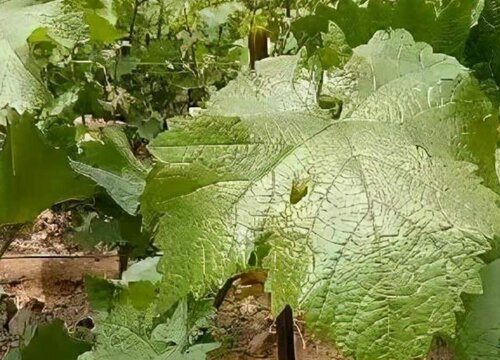 阳光玫瑰葡萄耐寒最低温度