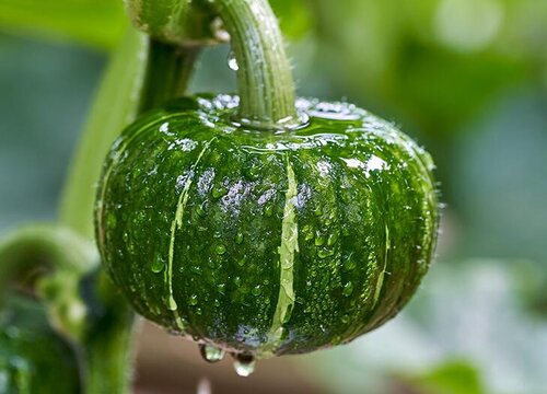 端午前后适合种什么蔬菜