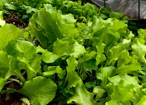 端午前后适合种什么蔬菜