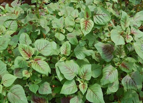 红苋菜种植时间和方法