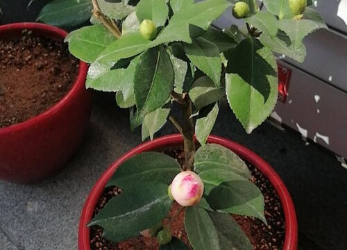 茶花染上病害该怎么救治