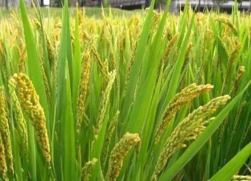 早稻什么时候收割