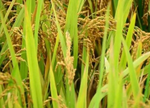 早稻什么时候收割