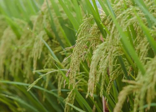 早稻什么时候收割