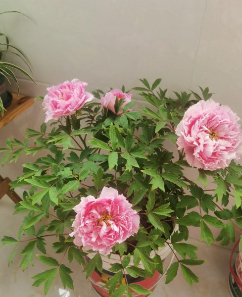 我国的国花为什么是牡丹花