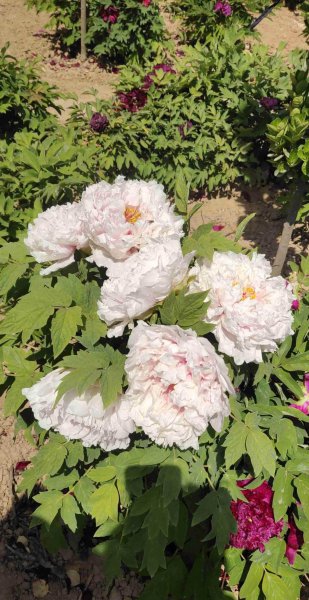 我国的国花为什么是牡丹花