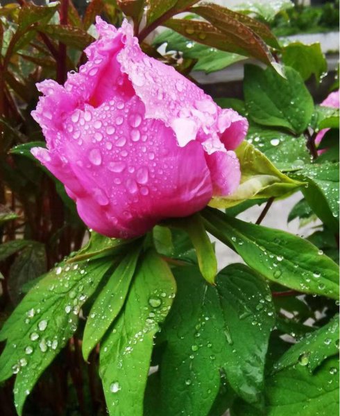 我国的国花为什么是牡丹花