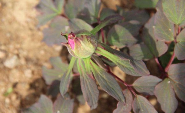 我国的国花为什么是牡丹花