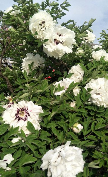 我国的国花为什么是牡丹花