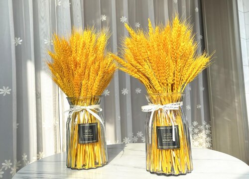 家里为什么不能放麦穗