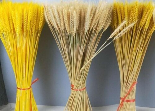 家里为什么不能放麦穗