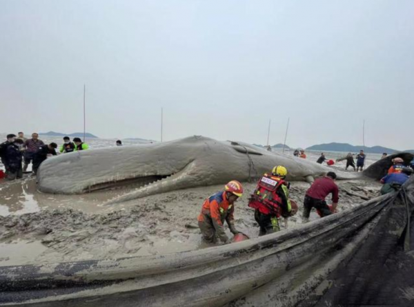搁浅鲸鱼为什么救不活