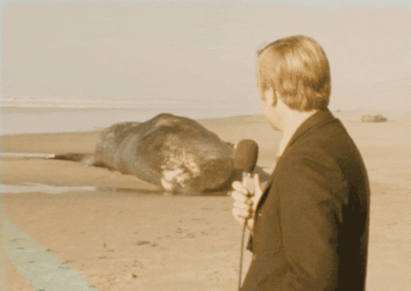 搁浅鲸鱼为什么救不活