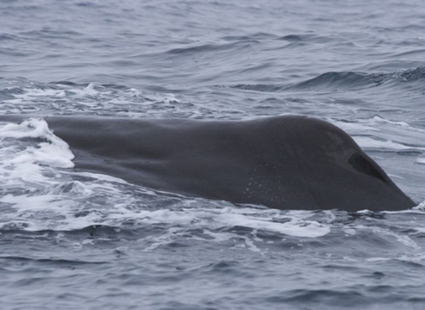 搁浅鲸鱼为什么救不活
