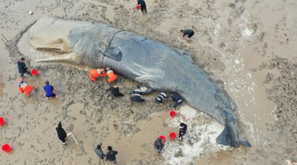 搁浅鲸鱼为什么救不活